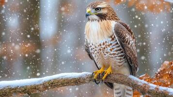 Red tailed hawk perched on a snow covered branch during snowfall photo