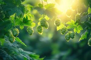 Common hop growing in a field at sunset illuminating the cones photo
