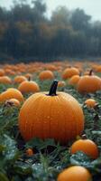 Ripe pumpkins getting wet in a pumpkin patch during a rainy autumn day photo