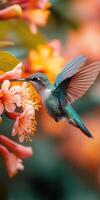 Hummingbird hovering near orange flower feeding on nectar with blurred background photo