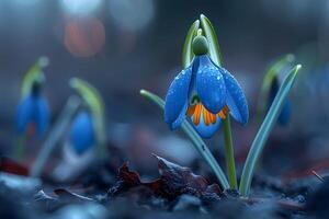 Delicate Bluebell Flowers with Water Droplets in a Serene Natural Setting photo