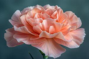 Beautiful Peach Carnation Flower in Bloom - Nature Photography for Art Prints and Posters photo