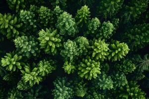 Lush Evergreen Forest Canopy - Aerial View for Nature, Environmental, and Conservation Projects photo
