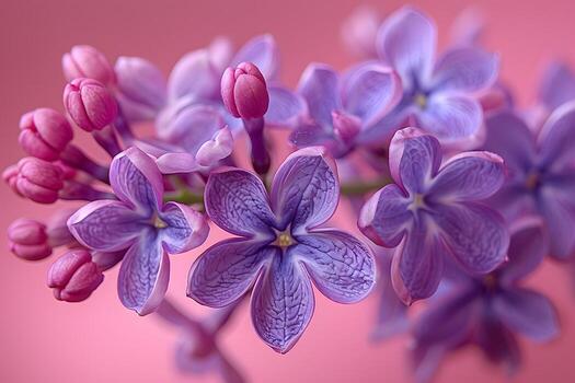 Purple Lilac Flowers on Pink Background - Nature, Beauty, Floral, Blossom, Spring Design for Print photo