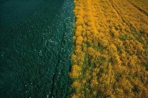 View from above of a yellow-green field. photo