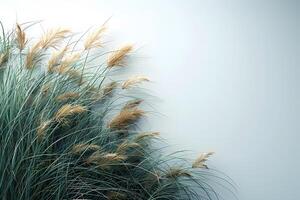 Peaceful Nature Scene with Pampas Grass and Minimalist Background for Relaxation and Tranquility Designs photo