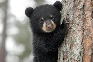 Black bear cub peeking around tree trunk in forest photo