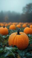 Bright orange pumpkin getting wet in pumpkin patch on rainy autumn day photo