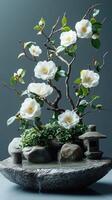 White camellia tree blooming in a japanese rock garden with cascading water feature photo