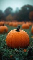 Bright orange pumpkin getting wet in pumpkin patch on rainy autumn day photo