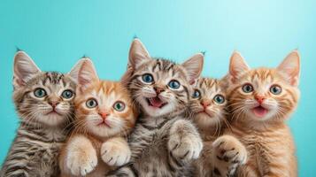 Group of kittens posing on blue background photo