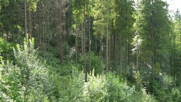 Mixed forest. Pine and deciduous trees. Coniferous trees video