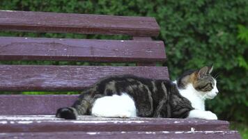 A big, fat black and white lazy cat sits on a bench, basking in the sun. The close-up shot highlights its relaxed and content expression video