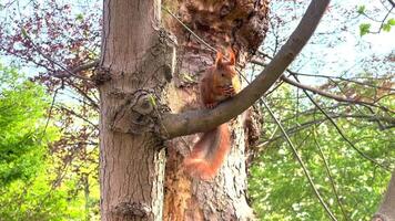 Close-Up of a Squirrel Snacking on Nuts Perched on a Tree Branch video