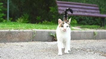 Homless cat licking its lips while approaching the camera, capturing its playful and endearing expression video