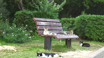 5 cute, colorful and lazy cats are lying on a bench, basking in the sun video