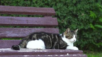 A big, fat black and white lazy cat sits on a bench, basking in the sun, captured in a close-up shot that emphasizes its relaxed and content expression video
