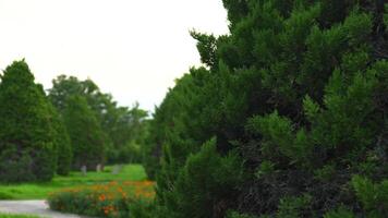 Coniferous tree, camera movement and the appearance of a sallow statue in a green park video