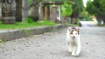 A funny cat runs along the road straight toward the camera, captured in a close-up shot that emphasizes its lively movement and playful expression. video