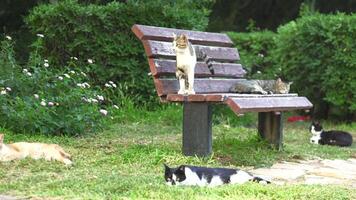5 funny, colorful and lazy cats are lying on a bench, basking in the sun, camera movement video