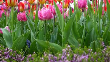 Blooming Tulips in the Park by the Monument Creating a Calming Backdrop video