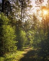 Sunbeams streaming through the pine trees and illuminating the young green foliage on the bushes in the pine forest in spring. Vintage film aesthetic. photo