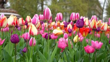 Charming View of Blooming Tulips by the Monument, Creating a Calming Atmosphere video