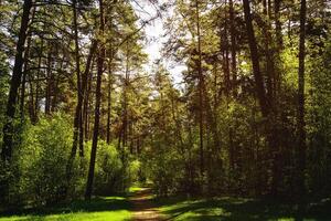 Sunbeams streaming through the pine trees and illuminating the young green foliage on the bushes in the pine forest in spring. Vintage film aesthetic. photo