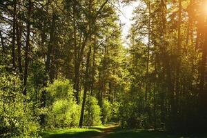 Sunbeams streaming through the pine trees and illuminating the young green foliage on the bushes in the pine forest in spring. Vintage film aesthetic. photo