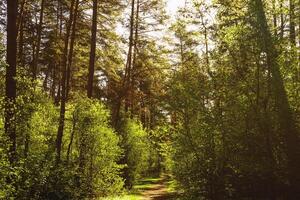 Sunbeams streaming through the pine trees and illuminating the young green foliage on the bushes in the pine forest in spring. Vintage film aesthetic. photo