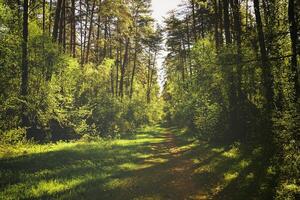 Sunbeams streaming through the pine trees and illuminating the young green foliage on the bushes in the pine forest in spring. Vintage film aesthetic. photo