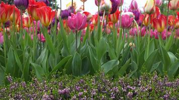 A view of blooming tulips in the park near the monument as a calming backdrop video