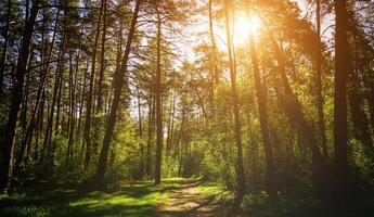 Sunbeams streaming through the pine trees and illuminating the young green foliage on the bushes in the pine forest in spring. Vintage film aesthetic. photo