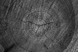Black and white texture of sawn logs with growth rings. Natural background. photo