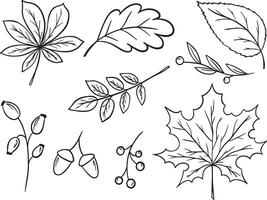 Earthy Botanical Graphics. Unique Autumn Leaves in Creative Line Style vector