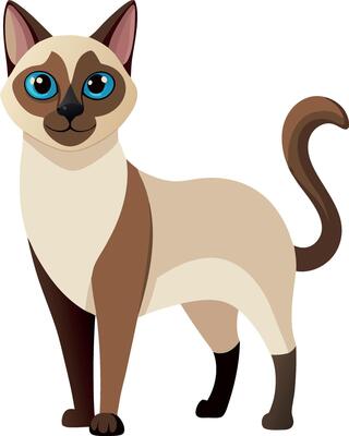 A cat with blue eyes stands on a white background