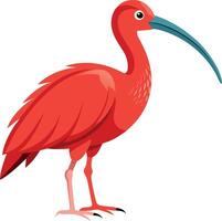 A red bird with a long beak stands on a white background vector