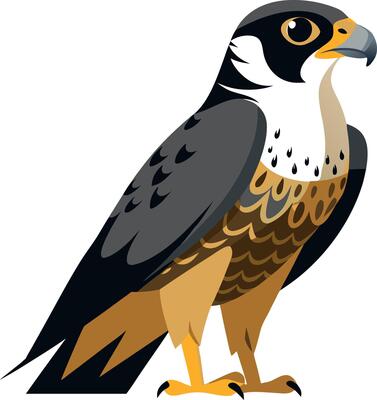 A bird with a yellow beak and orange feathers stands on a white background