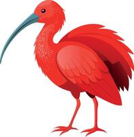 A red bird with a long beak stands on a white background vector