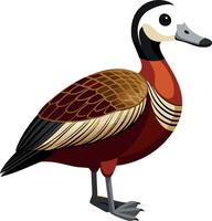A duck with a black beak and white feet stands on a white background vector