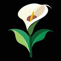 A white calla lily on a black background vector