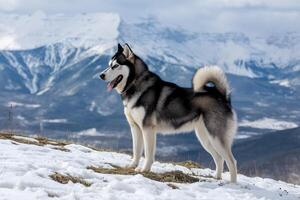 Standing on a hill, an adult Siberian Huskys silhouette contrasts with the snowy backdrop photo