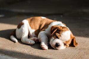 Cavalier puppy naps in sunlight, curled up in peaceful slumber photo