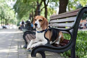 Sitting on a park bench, an adult Beagle rests calmly photo