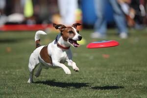 Jack Russell leaping to catch a flying frisbee with excitement photo