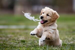 Golden Retriever puppy playing with a feather, full of playful intent photo