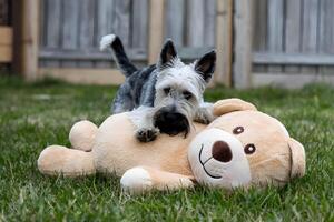 Scottish Terrier cuddles plush toy, playful side clear in backyard photo