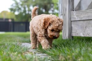 Poodle puppy discovers new surroundings with curious exploration photo