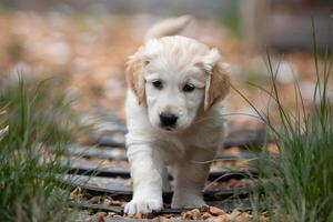 Innocent Golden Retriever puppy exploring new environment, wide eyed with wonder photo