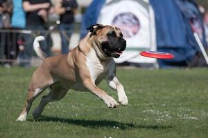 Mastiff leaping high to catch a frisbee, showcasing power photo